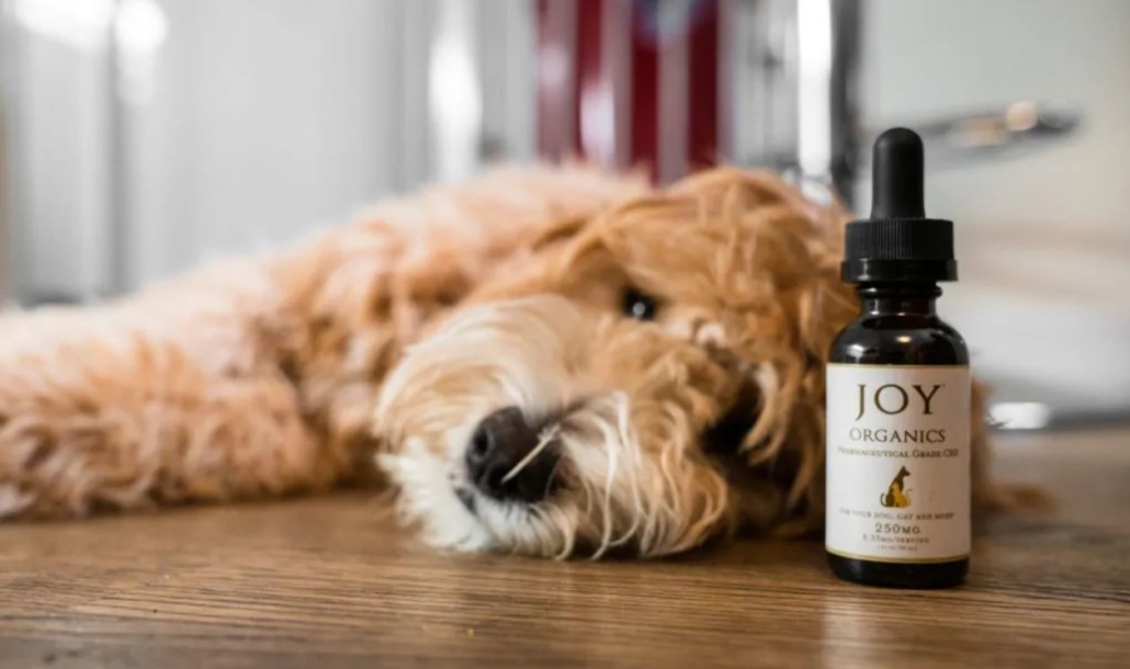 What Is Right Time To Give CBD Oil To Your Pet?