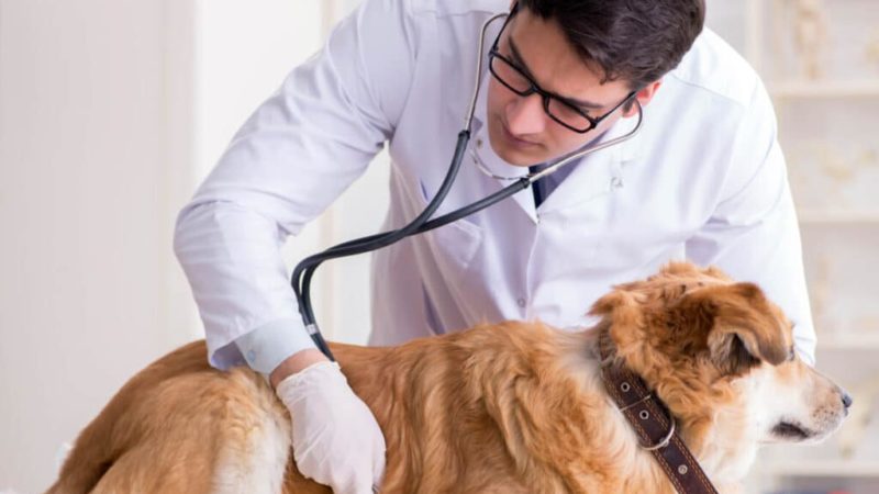 The Goodness of CBD Supplement in Curing Pet-Related Problems