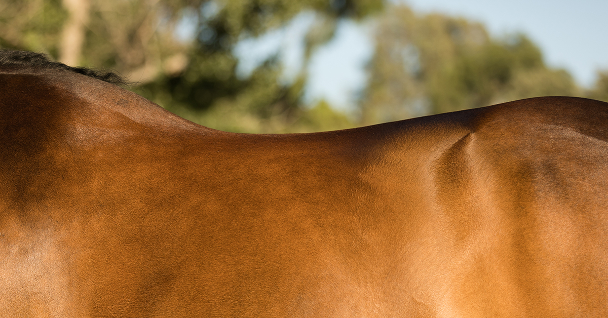 Horse performance supplements increasing power, agility, and recovery efficiency