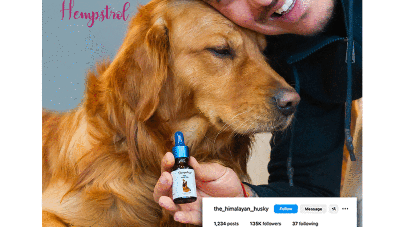 Key Factors to Consider When Choosing CBD or Hemp Oil for Pets Safely