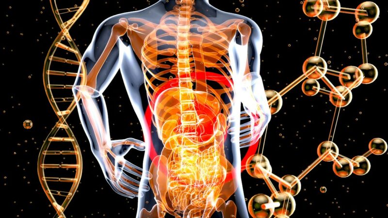 digestive system handle